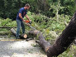Trusted Abilene, TX Tree Care Experts
