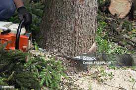 Best Utility Line Clearance  in Abilene, TX