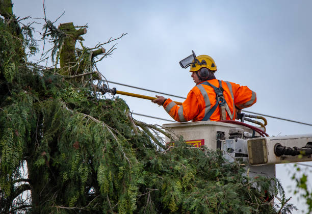 Reliable Abilene, TX Tree Care Solutions