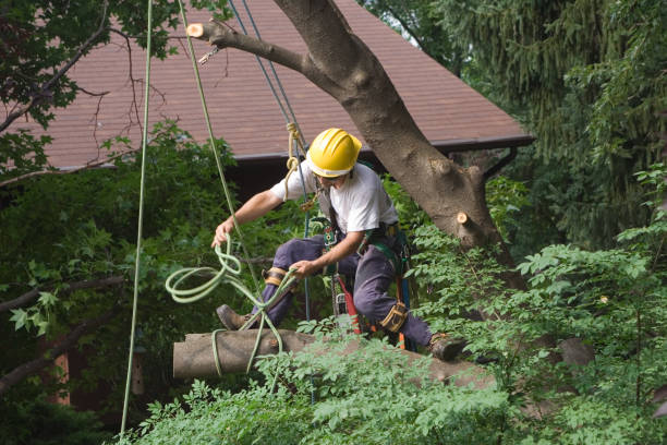Best Tree Cabling and Bracing  in Abilene, TX