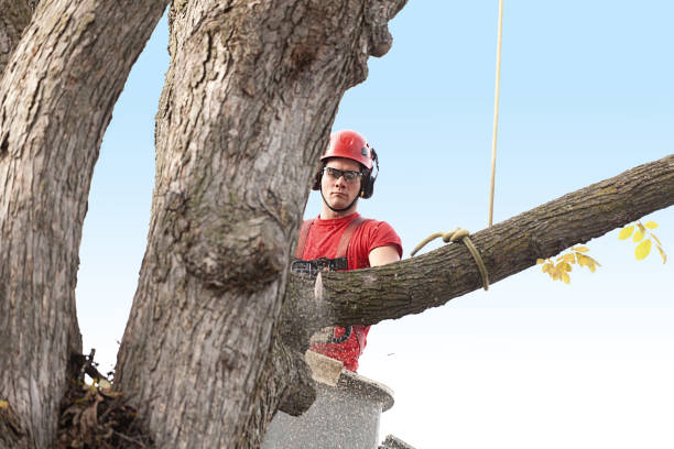 How Our Tree Care Process Works  in  Abilene, TX